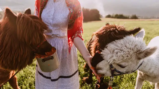 Bacówka na Bukowinie: Azyl w Beskidzie Niskim? Pełny przewodnik