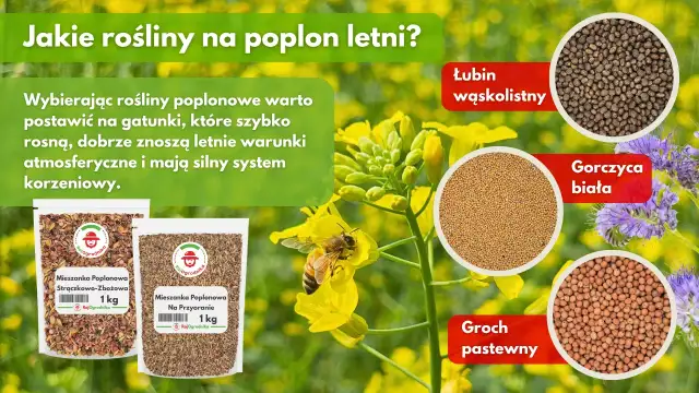 Poplon: Jakie nasiona wybrać? Praktyczny przewodnik i korzyści
