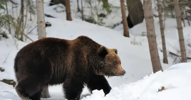 Jakie zwierzę zapada w sen zimowy? Hibernacja borsuka i innych zwierząt