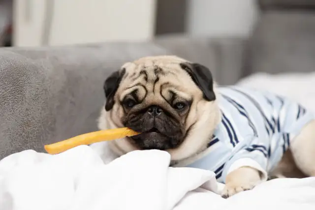 Czy pies może jeść frytki? Cała prawda o zagrożeniach!