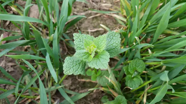 Jasnota purpurowa w zbożu: Jak rozpoznać i skutecznie zwalczyć?