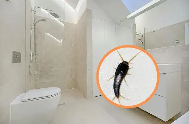 Rybiki cukrowe w łazience? Pozbądź się ich raz na zawsze!