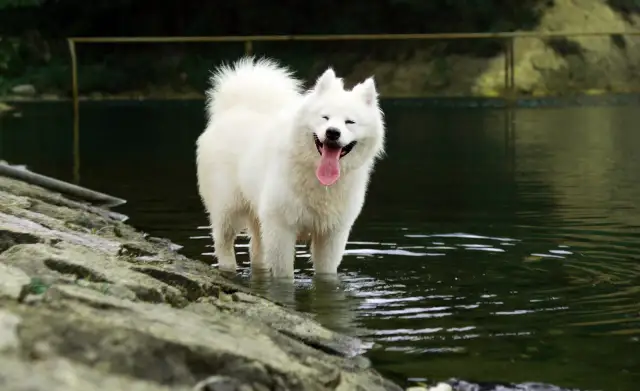 Uśmiechnięty samoyed z gęstą, białą sierścią stoi w wodzie, ciesząc się chłodem.