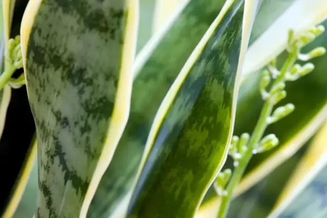 Jak kwitnie sansewieria i co zrobić, aby zobaczyć jej kwiaty