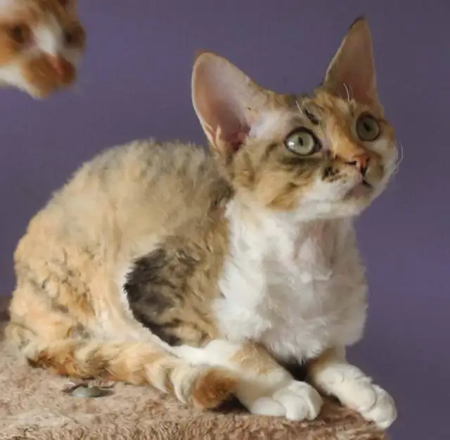 Choroby Devon Rex - Jak uniknąć problemów zdrowotnych u kotów?