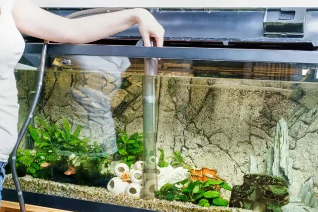 Jak czyścić piasek w akwarium, aby uniknąć problemów z glonami
