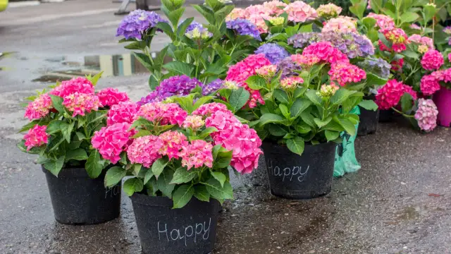 Kiedy sadzimy hortensje w donicy, by uniknąć błędów i cieszyć się pięknem