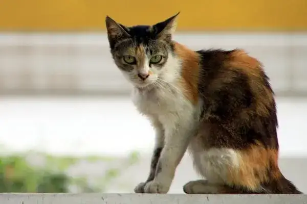 A mi gato se le notan los huesos, ¿es un signo de enfermedad?