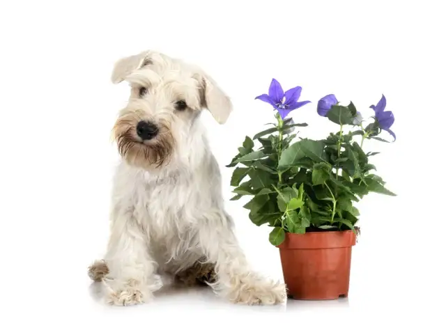 Skrzydłokwiat czy jest trujący dla psa? Objawy i co robić w razie zatrucia