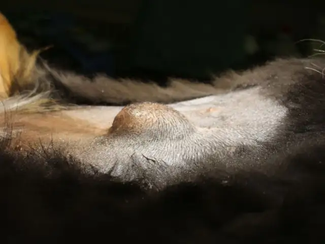 Widok z bliska na brzuch psa, gdzie widoczny jest pępek. Skóra wokół jest ogolona.