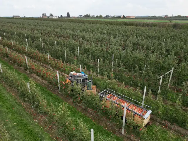 Zbiory jabłek w największych sadach jabłek w Polsce. Maszyna zbiera owoce do drewnianych skrzyń.