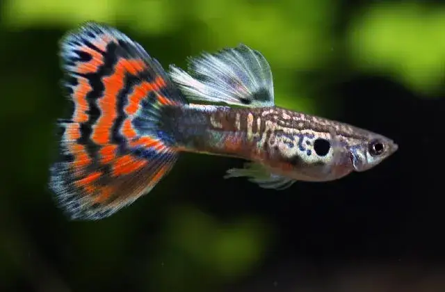 Gupiki ile samic na samca - uniknij stresu i zapewnij zdrowie rybom