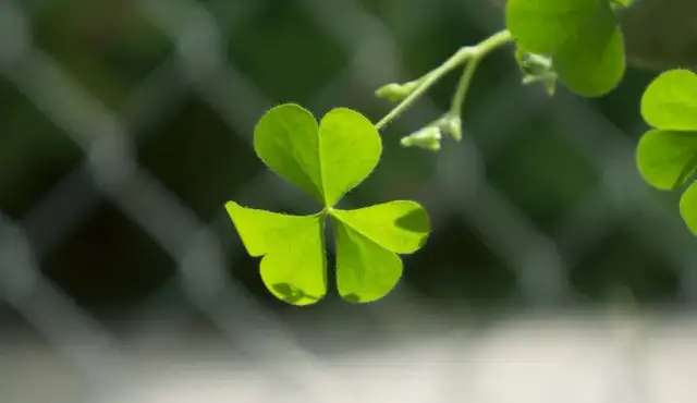 Chwast podobny do koniczyny - jak go rozpoznać i skutecznie usunąć