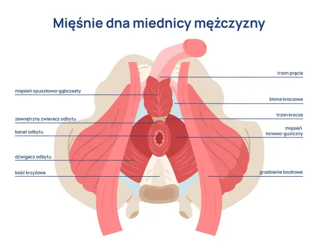 Mięśnie Kegla u mężczyzn: Poprawia erekcję, kontrolę moczu i prostatę