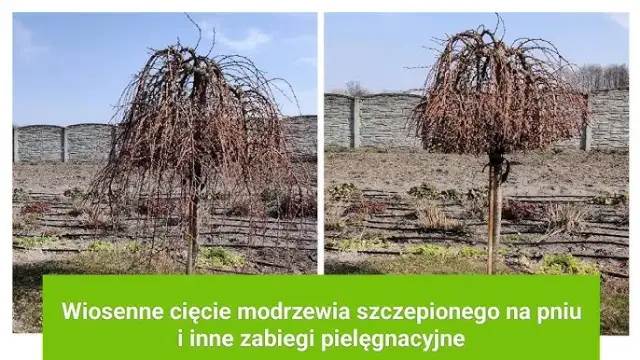 Jak przycinać modrzew na pniu, aby uniknąć błędów i zapewnić zdrowie drzewa