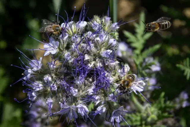 Czy miód jest dietetyczny? Odkryj kalorie i zdrowotne korzyści