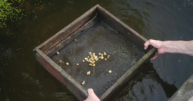 Drewniana skrzynka z sitkiem zanurzona w wodzie, na sitku widoczne grudki złota.