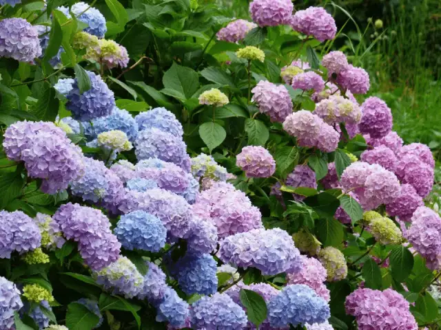 Czy hortensja jest trująca dla psa? Objawy zatrucia i pierwsza pomoc