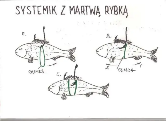 Jaki grunt na żywca? Odkryj najlepsze ustawienia na szczupaka