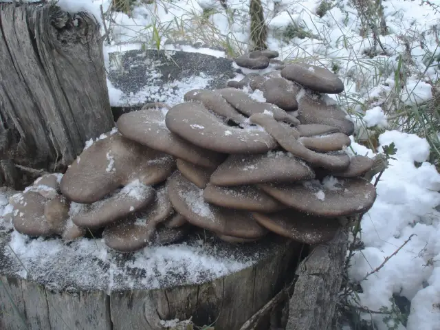 Boczniaki w lesie? Gdzie szukać i jak rozpoznać zimowy skarb