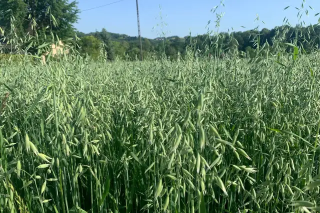 Jaki nawóz przed siewem owsa, aby zwiększyć plon i jakość zbiorów