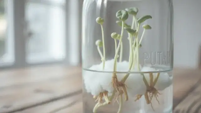 Eksperyment z fasolą: Łatwy przewodnik. Zobacz, jak rośnie życie!