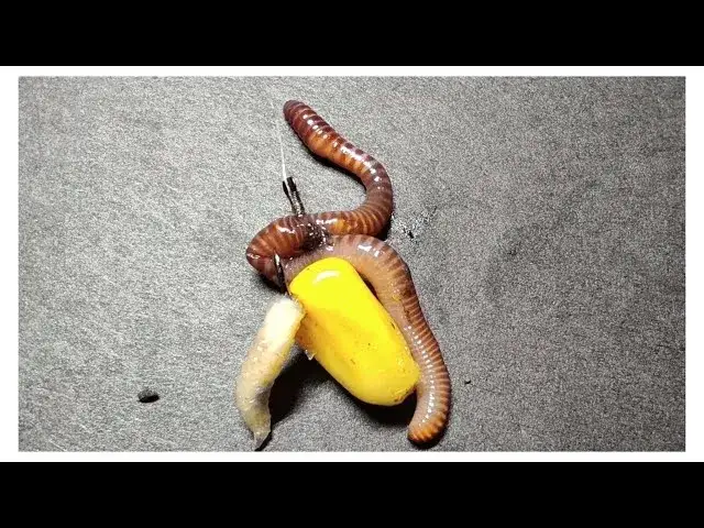 Jak zakładać robaka na haczyk, aby zwiększyć swoje szanse na ryby