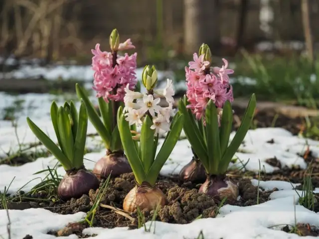 Czy hiacynty zimują w gruncie? Poznaj skuteczne sposoby zabezpieczenia
