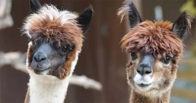 Czy hodowla alpak jest opłacalna? Poznaj ukryte koszty i zyski