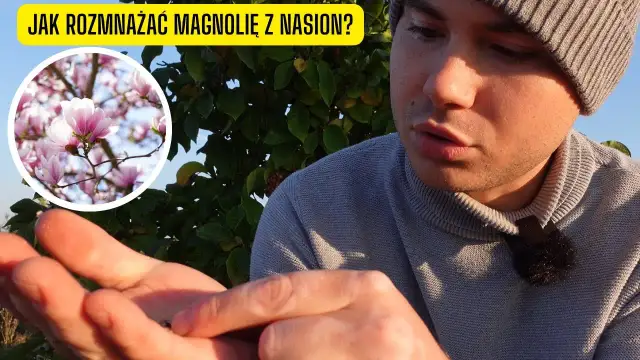 Jak sadzić nasiona magnolii - proste kroki i skuteczne techniki