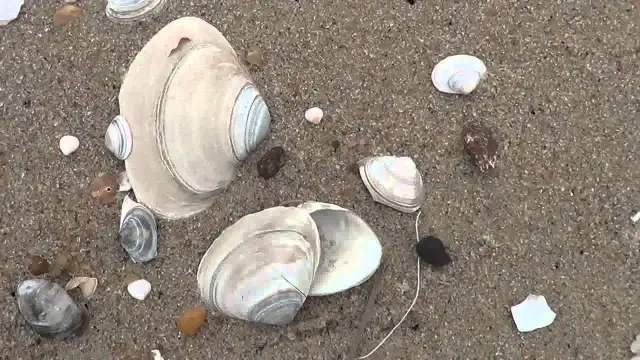 Gdzie zbierać muszle nad Bałtykiem? Odkryj najlepsze plaże i porady