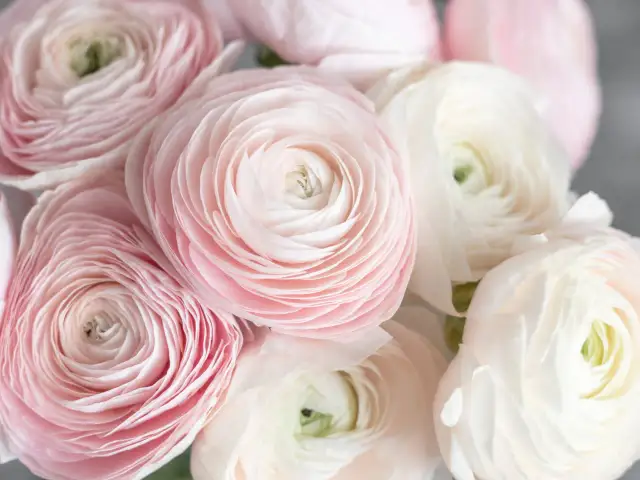 Zbliżenie na bukiet delikatnych, różowych i białych jaskrów azjatyckich.