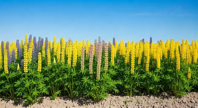 Siew łubinu: Krok po kroku do udanej uprawy i obfitych plonów