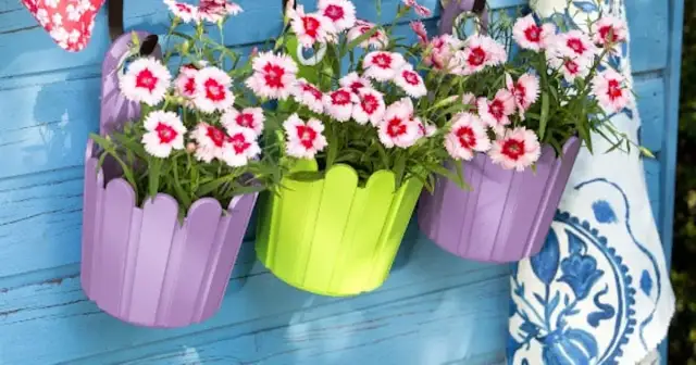 Jakie kwiaty na balkonie: idealne rośliny do każdego nasłonecznienia