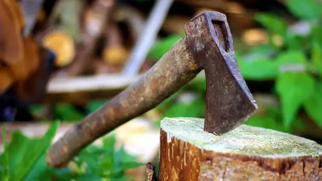 Ile można zarobić na 1 ha lasu? Zaskakujące fakty i możliwości