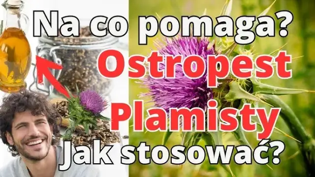 Mielony ostropest: Jak stosować? Wątroba Ci podziękuje!