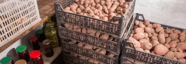 Wie Kartoffeln lagern ohne Keller: Die besten Tipps für frische Kartoffeln