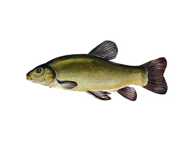 Jak wygląda lin? Ciekawe cechy, które musisz znać o tej rybie