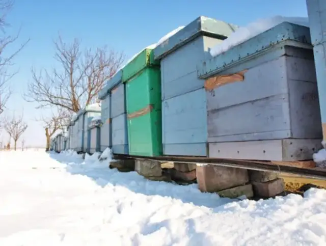 Po co pszczołom miód i jak ratuje je przed zimowym głodem?