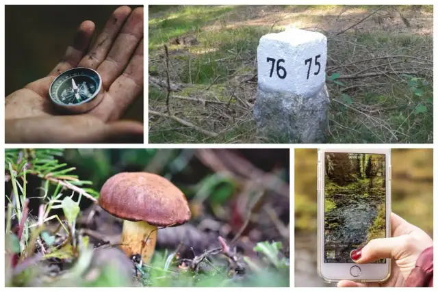 Grzybobranie: Jak nie zgubić się w lesie i wrócić do domu?