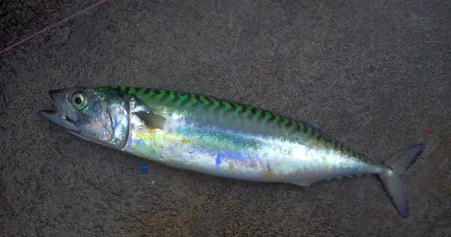 Czy makrela jest w Bałtyku? Sezonowe migracje i tajemnice tej ryby