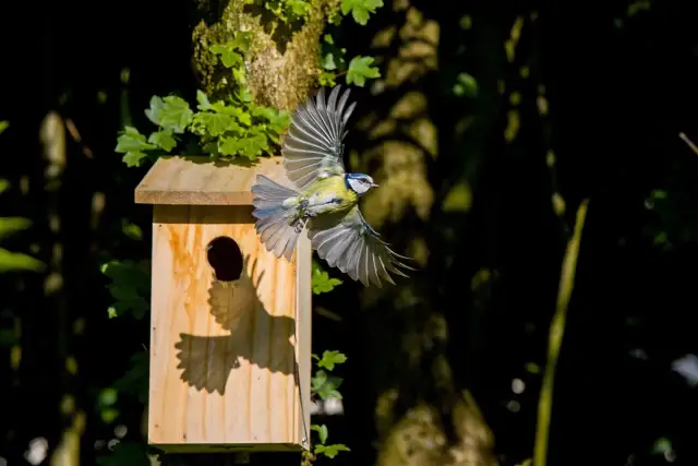 Wróble w budynku? Gdzie gniazdują i jak postępować zgodnie z prawem
