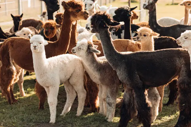 Grupa alpak w różnych kolorach, w tym biała, brązowa i czarna, pasąca się na trawie.