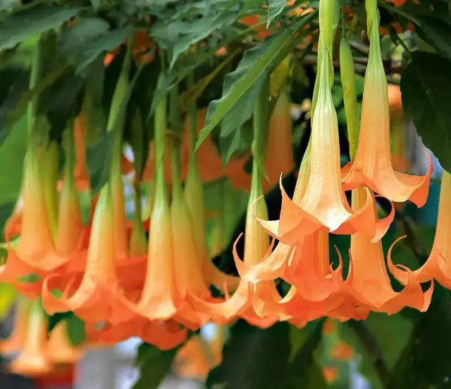 Datura: Jak długo kwitnie? Sekrety obfitego kwitnienia