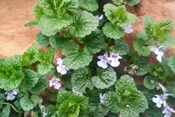 Chwast bluszczyk kurdybanek: jak go zwalczyć i wykorzystać w kuchni