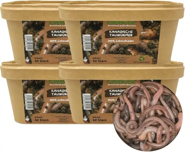 Ile kosztują robaki na ryby? Ceny i porównania różnych gatunków