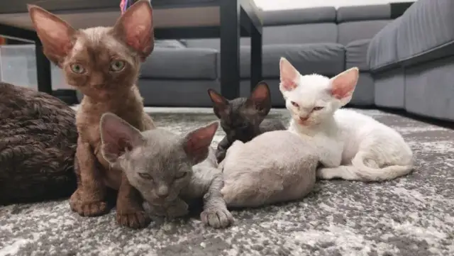 Czarny Devon Rex - wyjątkowy kot o niezwykłym charakterze i pielęgnacji