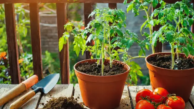 Jaką doniczkę wybrać do pomidorów na balkonie, aby uniknąć problemów?