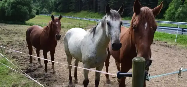 Jaki pastuch dla koni wybrać, aby zapewnić bezpieczeństwo i komfort?