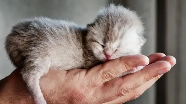 Jak wyglądają małe kotki? Odkryj ich urokliwe cechy i zachowania